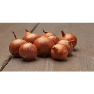 Osivo - Cibuľa sádzačka šalotka červená 250g