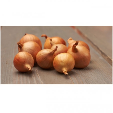 Cibuľa sadzačka jarná šalotka biela – Golden Gourmet 500g