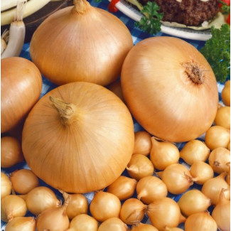 Osivo - Cibuľa sádzačka Štutgartská 250g