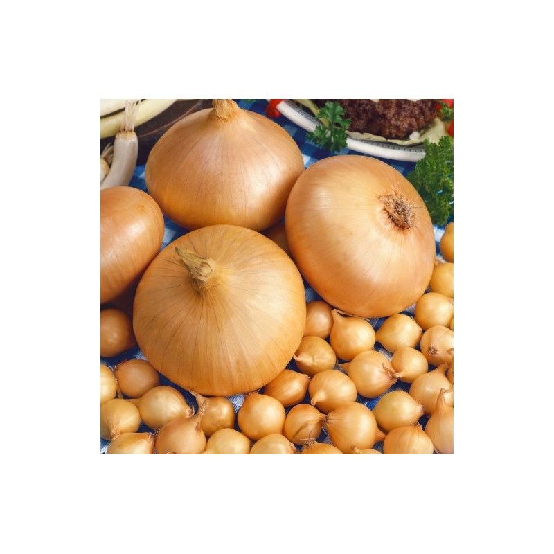 Osivo - Cibuľa sádzačka Štutgartská 250g