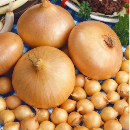 Osivo - Cibuľa sádzačka Štutgartská 250g