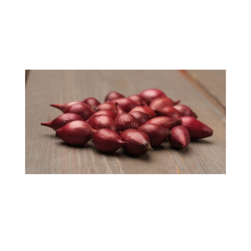 Osivo - Cibuľa sádzačka červená Karmen 250g