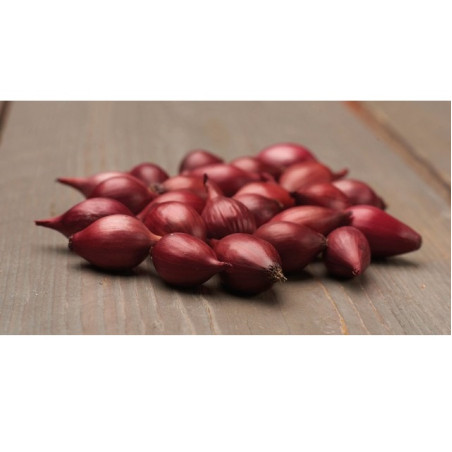 Osivo - Cibuľa sádzačka červená Karmen 250g